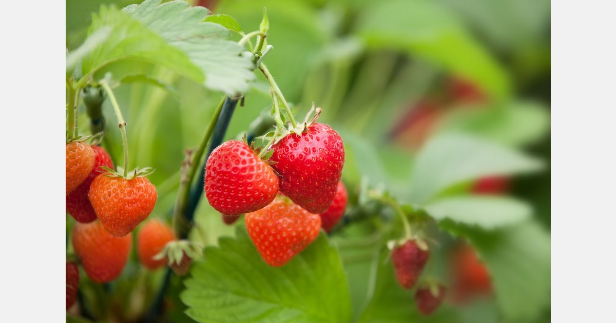 New Zealand's strawberry prices take unexpected dive