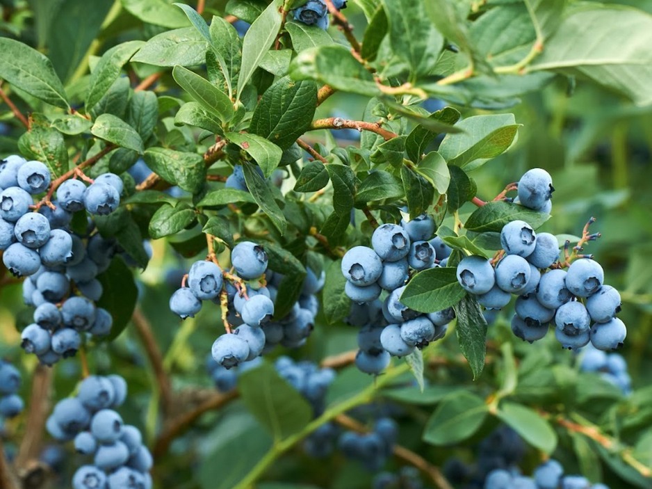 Stronger domestic blueberry season anticipated for 2024