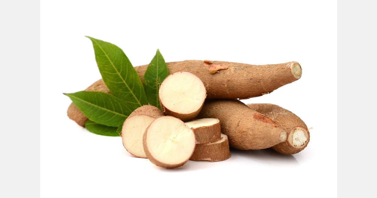 Chinese scientists announce plans to increase cassava production in Africa
