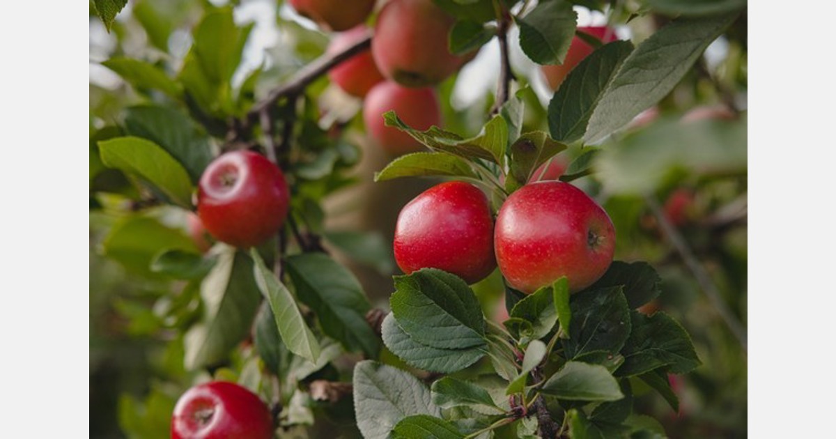 Growers from South Canterbury enter apple orchard joint venture with Rockit Global