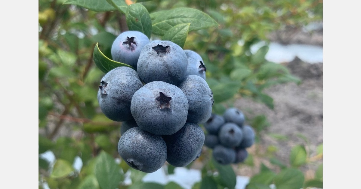 Al igual que Perú, a Chile le faltan arándanos esta temporada