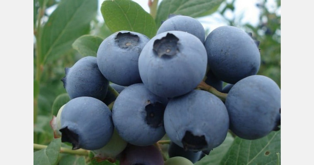 Surprisingly, Zimbabwe a global leader in blueberry export growth