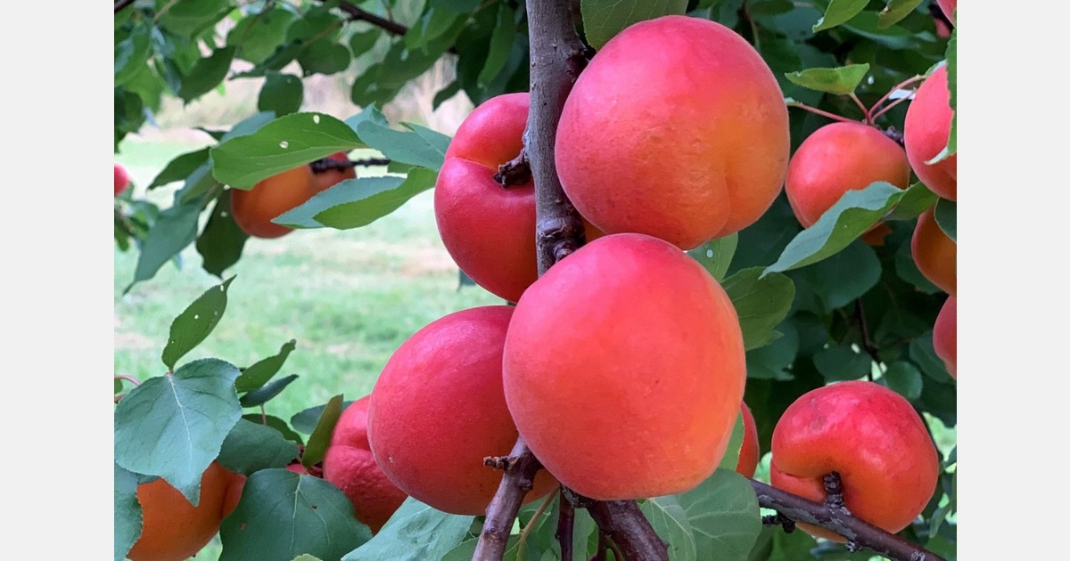 Central Otago grower is officially launching its apricot export program