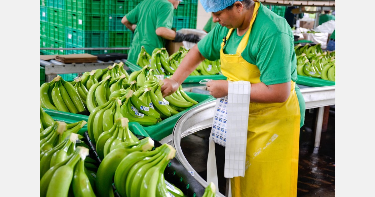 Ecuador sees 6.3 increase in banana exports for October 2023