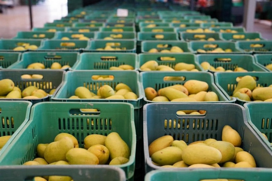 Pricing to climb this week on mangoes