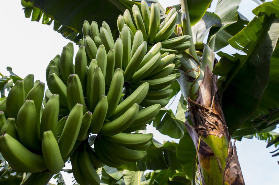 Mexican bananas may offset gaps in Ecuadorian organic banana shipments