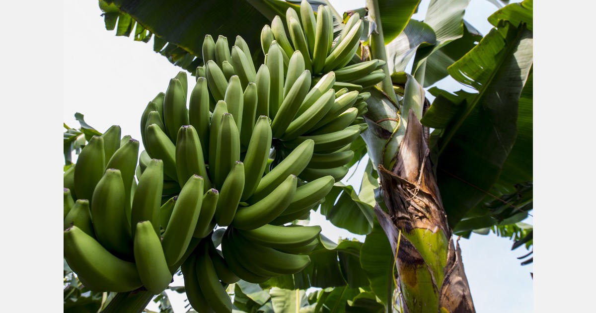 Mexican bananas may offset gaps in Ecuadorian organic banana shipments