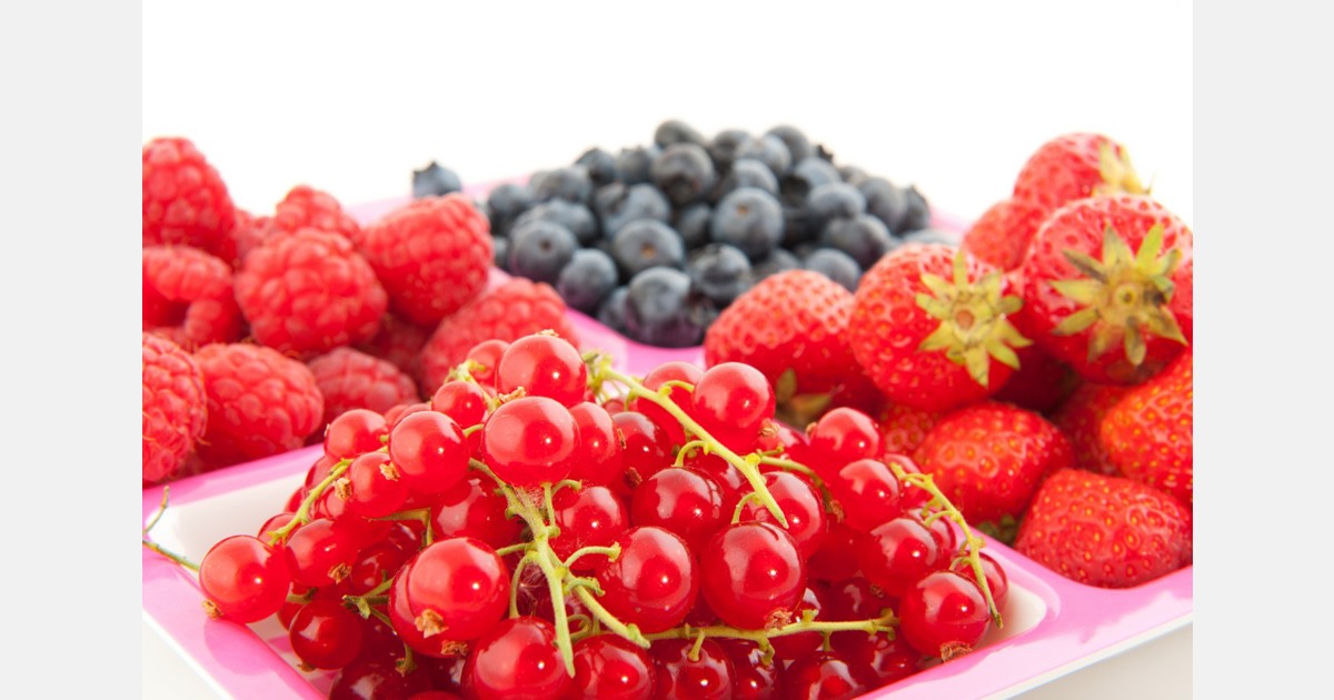 South Canterbury berry growers ready for a busy season