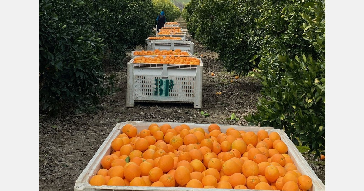 Strong pricing on California Navel oranges continues