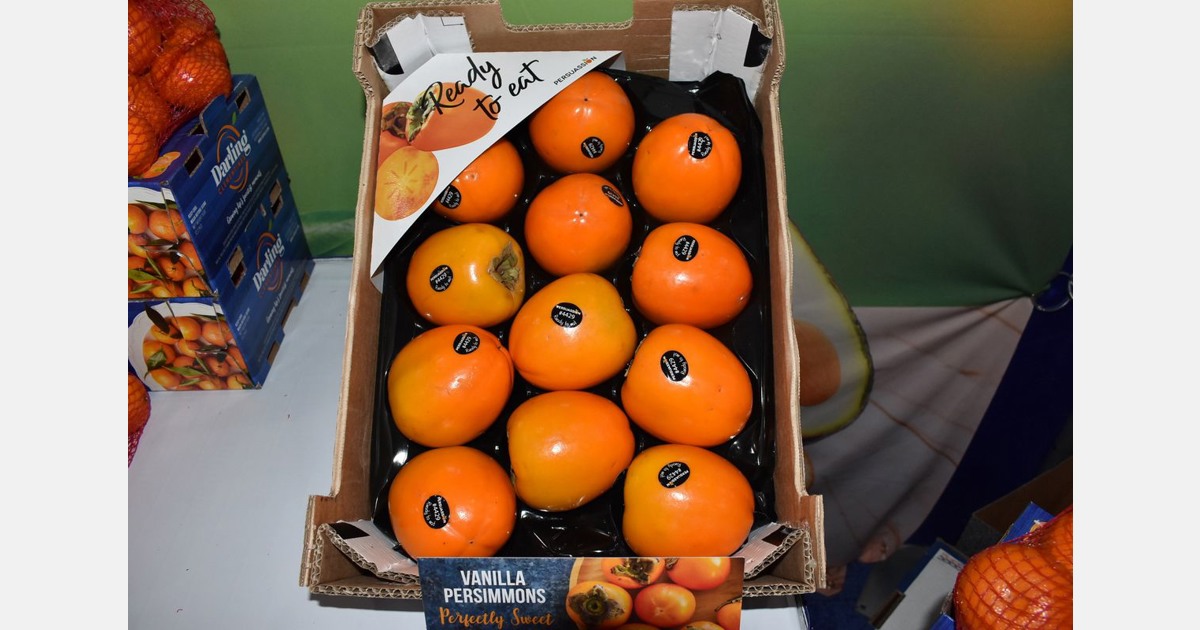 Esta temporada se enviaron grandes cantidades de dátiles españoles a América