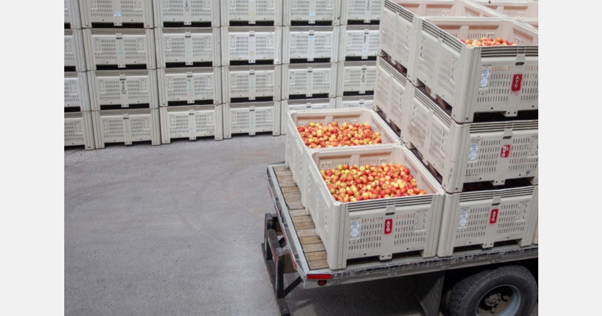 Honeycrisp Apples - 1/2 peck – FarmFreshXpress - Local Food to