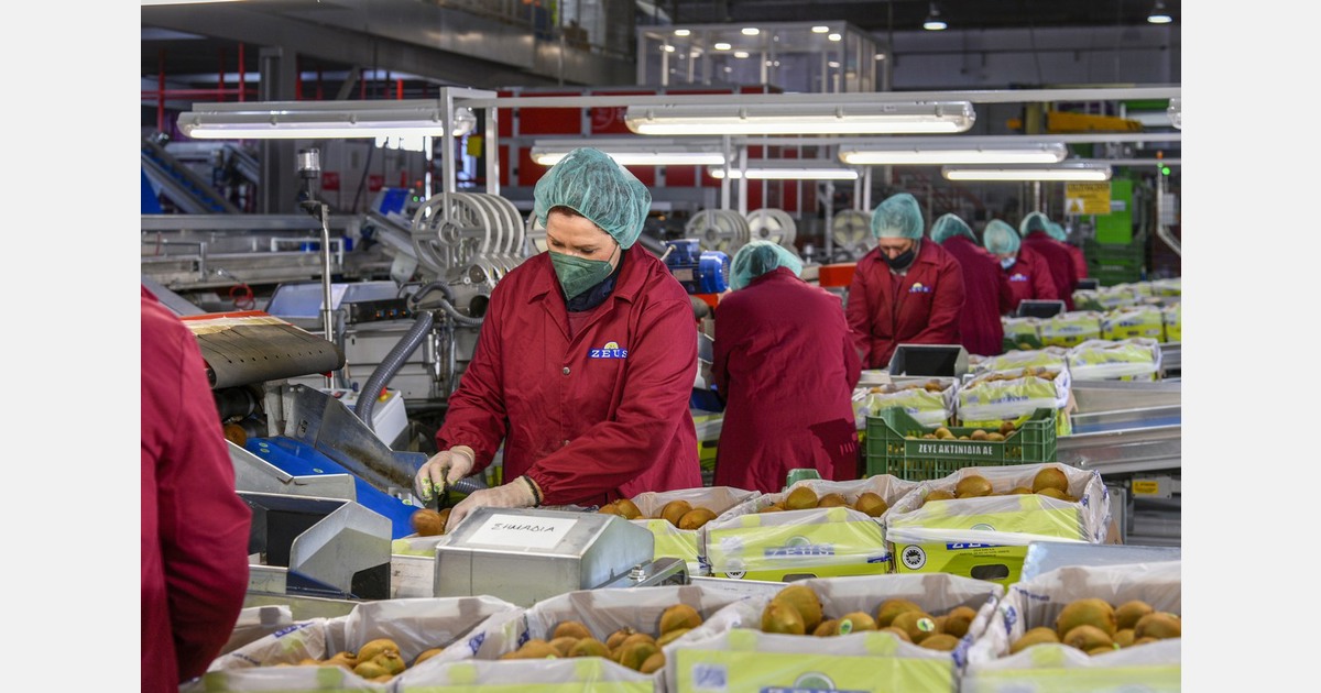 'Rather calm' period for Greek kiwifruit season