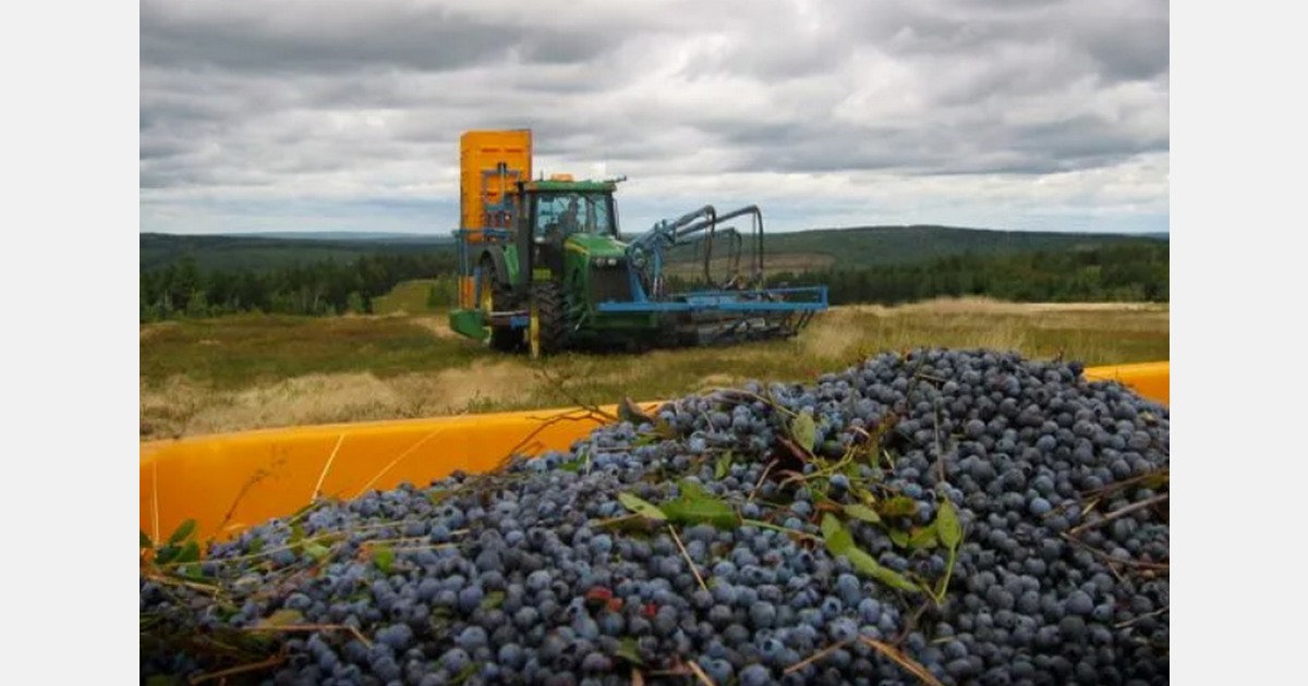 How the Nova Scotia wild blueberry industry is moving forward