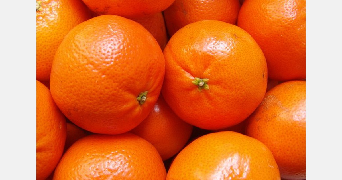 Rajasthan experiences bumper kinnow crop