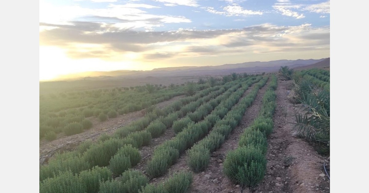 Morocco's cultivated rosemary campaign draws to a close