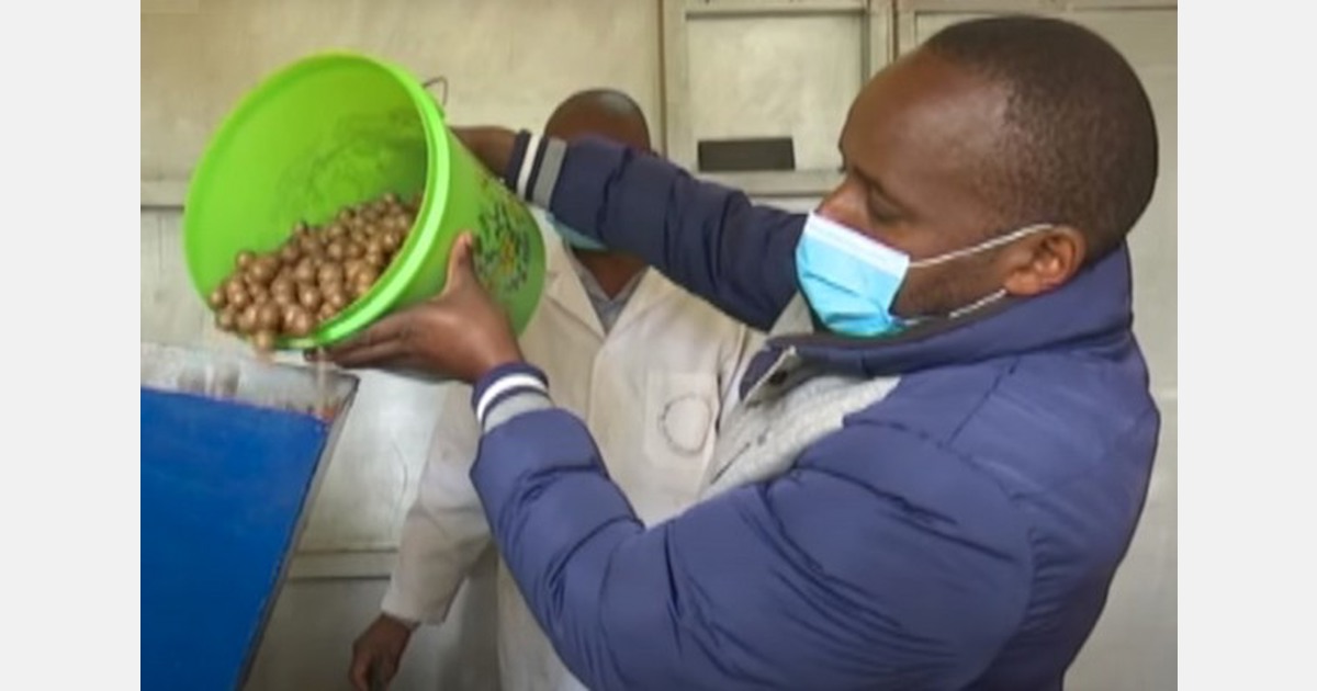 Kenyan macadamia growers left with nuts after collapse of market