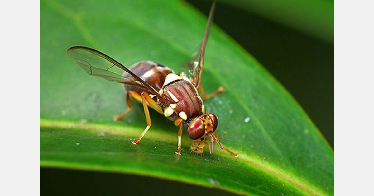 Sterile fruit flies released over Riverland to counter regional outbreak