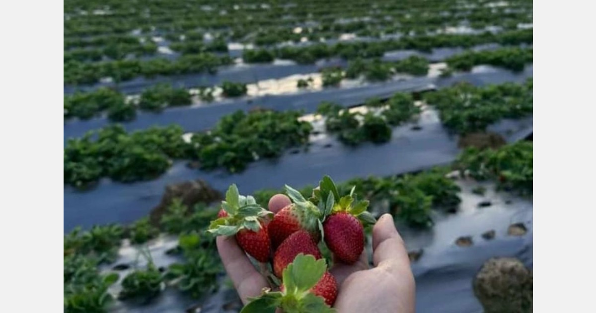 "The Egyptian strawberries season met a good start"