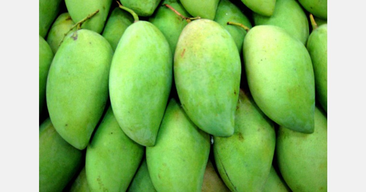 Increased shelf life for Uttar Pradesh mangoes destined for Europe