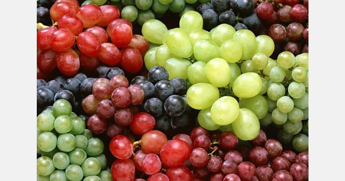 District of Nashik initiates grape export season to Europe with 1,000ton plus shipment