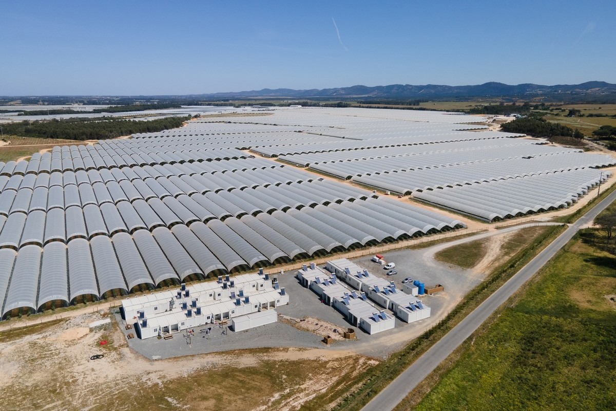 "Demand for Portuguese blueberries is increasing year after year"