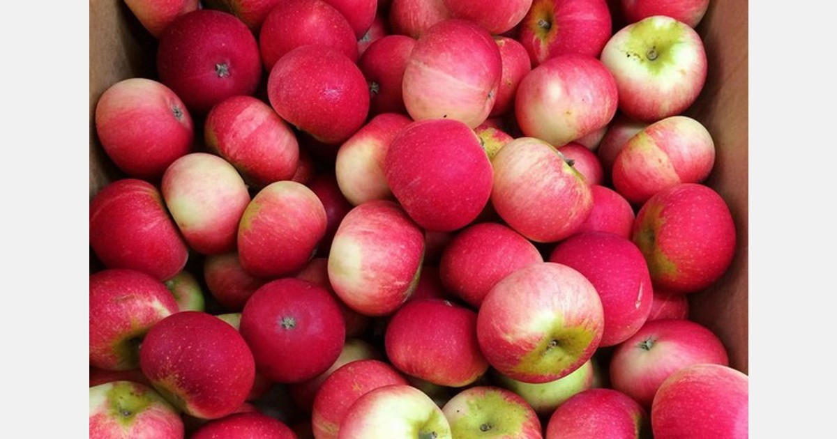"Kenya's Wambugu Apples takes a leap into post-harvest losses management"