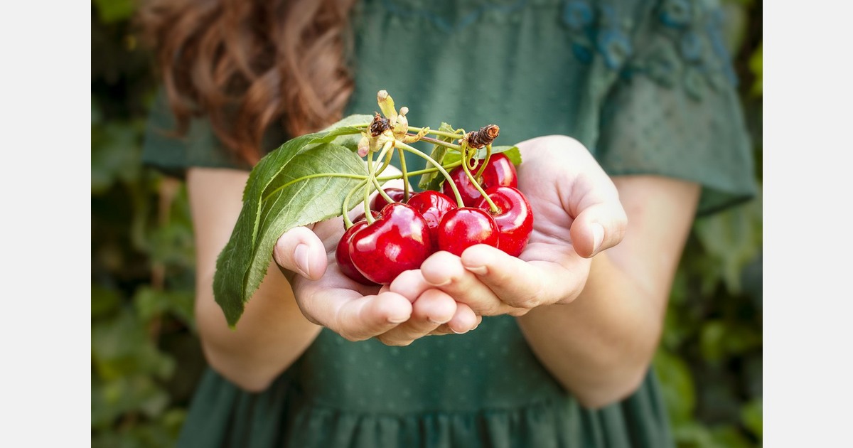 Quite a challenging cherry season in Washington State