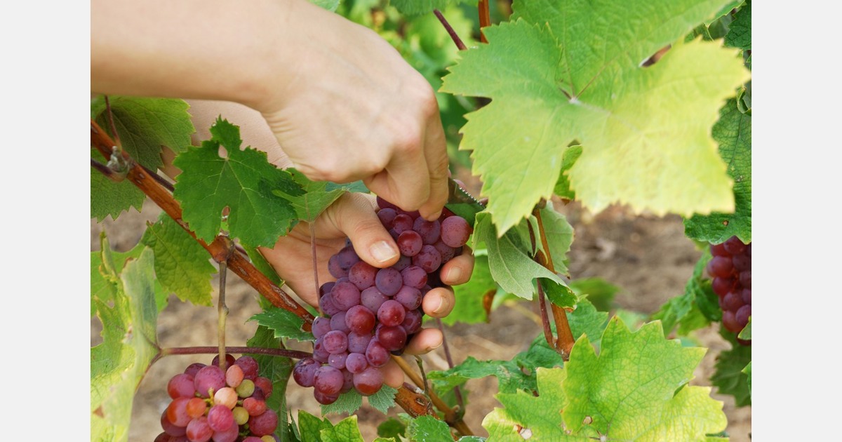 South Africa sees 10 lower table grape exports up to week two