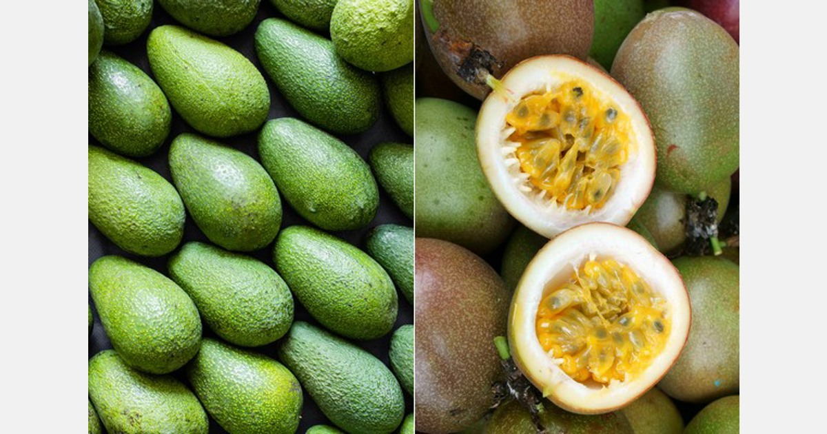 Bơ, chanh dây Việt Nam chính thức vào thị trường Trung Quốc