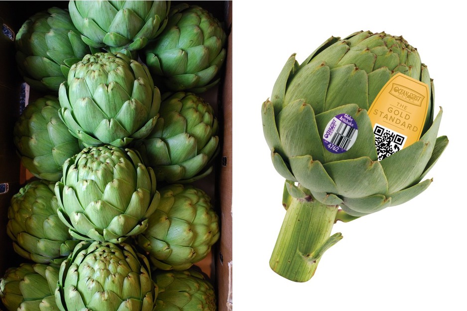 Harvest peaking on winter artichokes