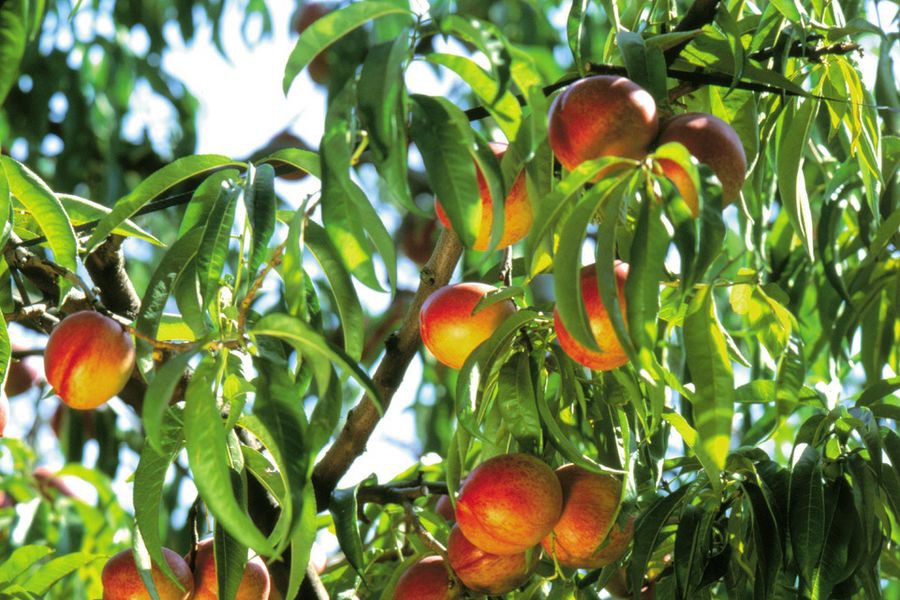 Chilean stone fruit exports expected to increase by 15 percent this season