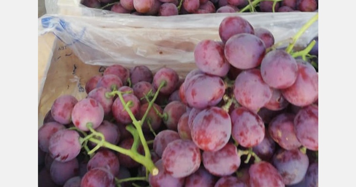 “Very strong US demand with high prices for table grapes from Chile