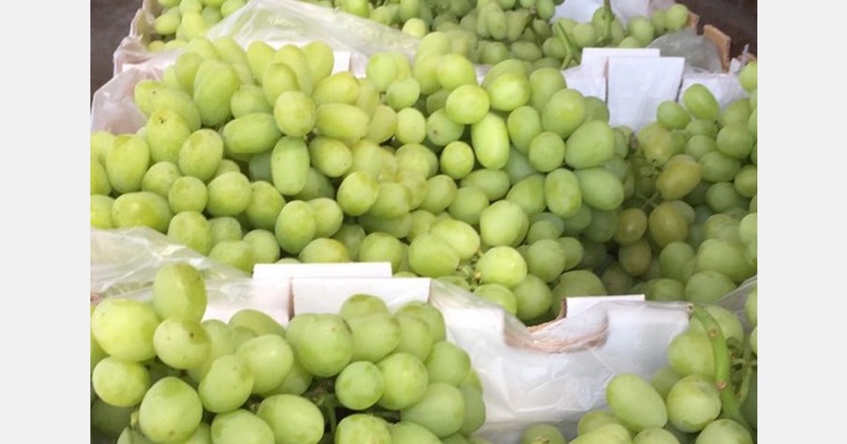 «Demanda del mercado estadounidense, buenos precios en América Latina, Europa y Asia para la uva de mesa chilena»