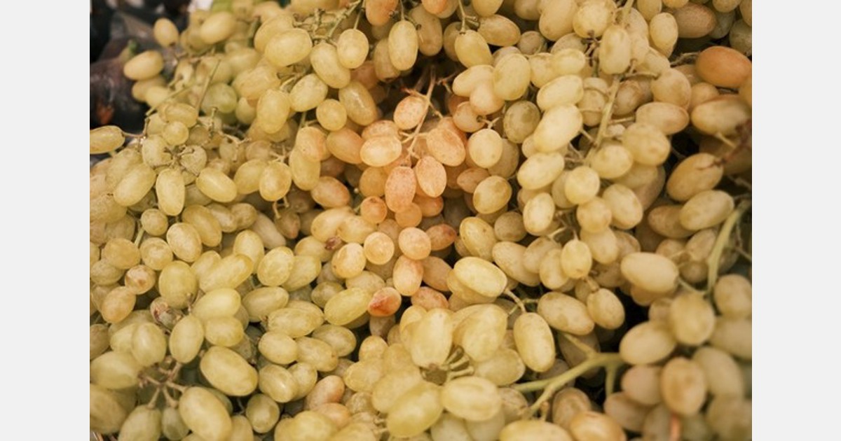 "Red sea threat impacts grape exports in India"