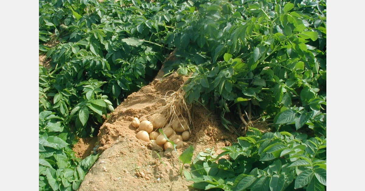 Egyptian potato grower targets West African markets
