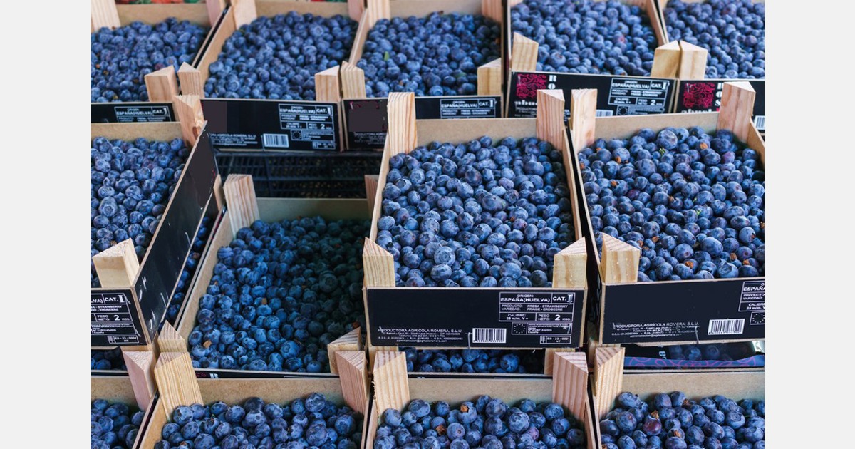 Egyptian blueberry season kicks off with impressive quality