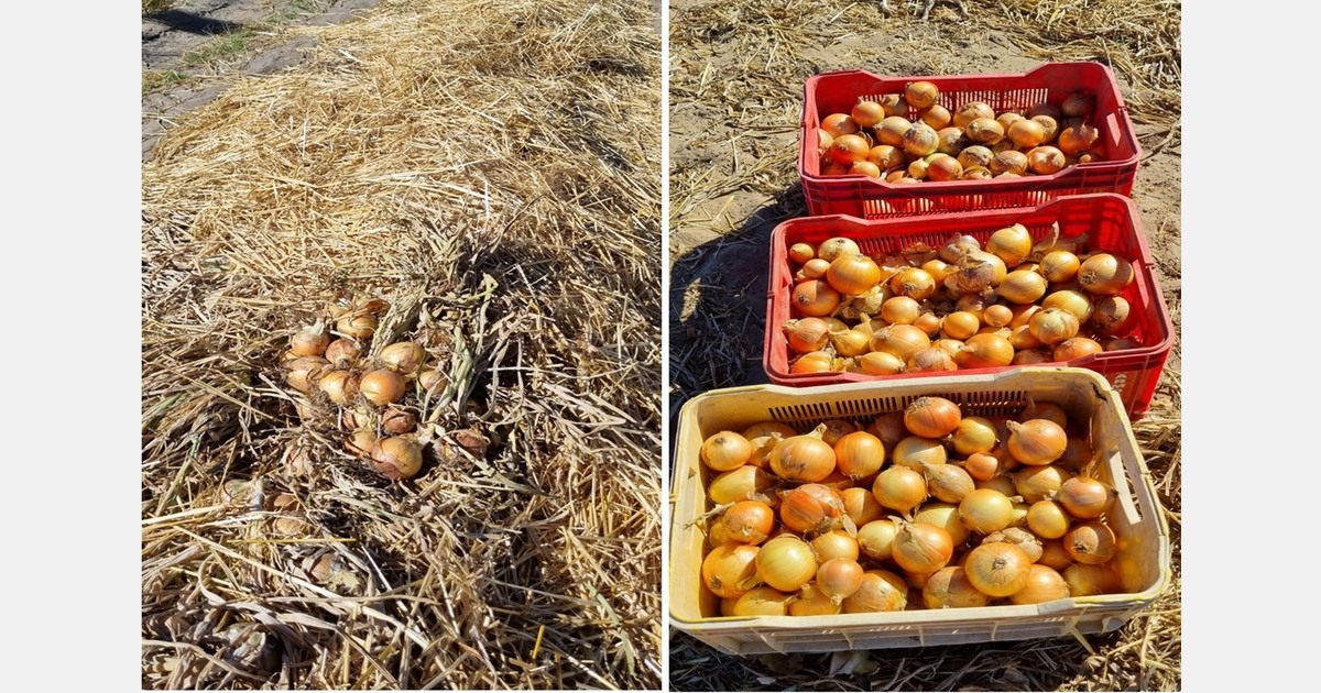Western Cape onions stand ready for exports
