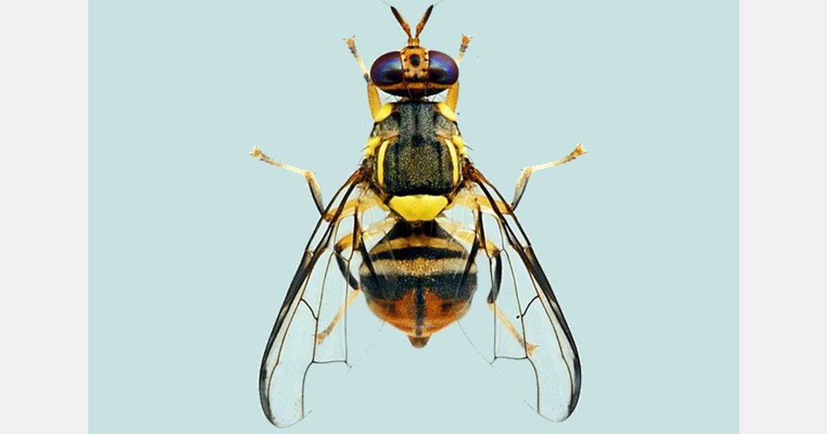 APHIS modifies conditions for interstate movement of fresh citrus fruit ...