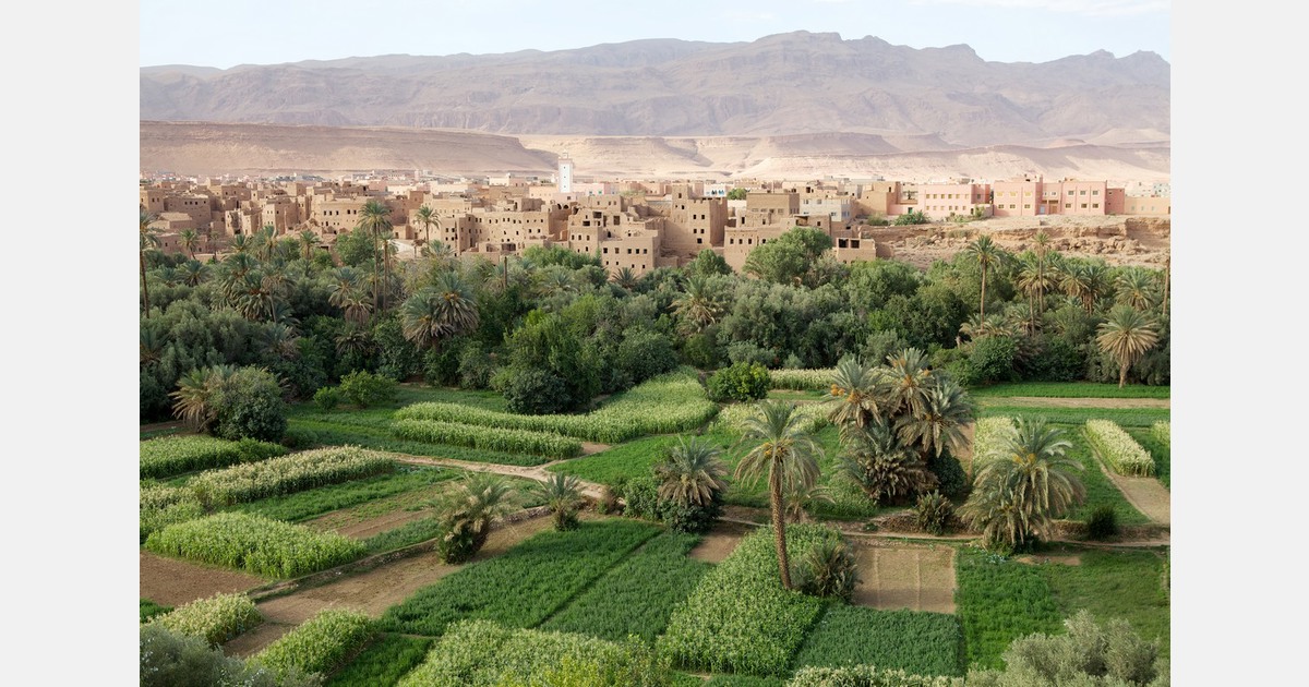 Is avocado cultivation exacerbating Morocco's drought crisis?