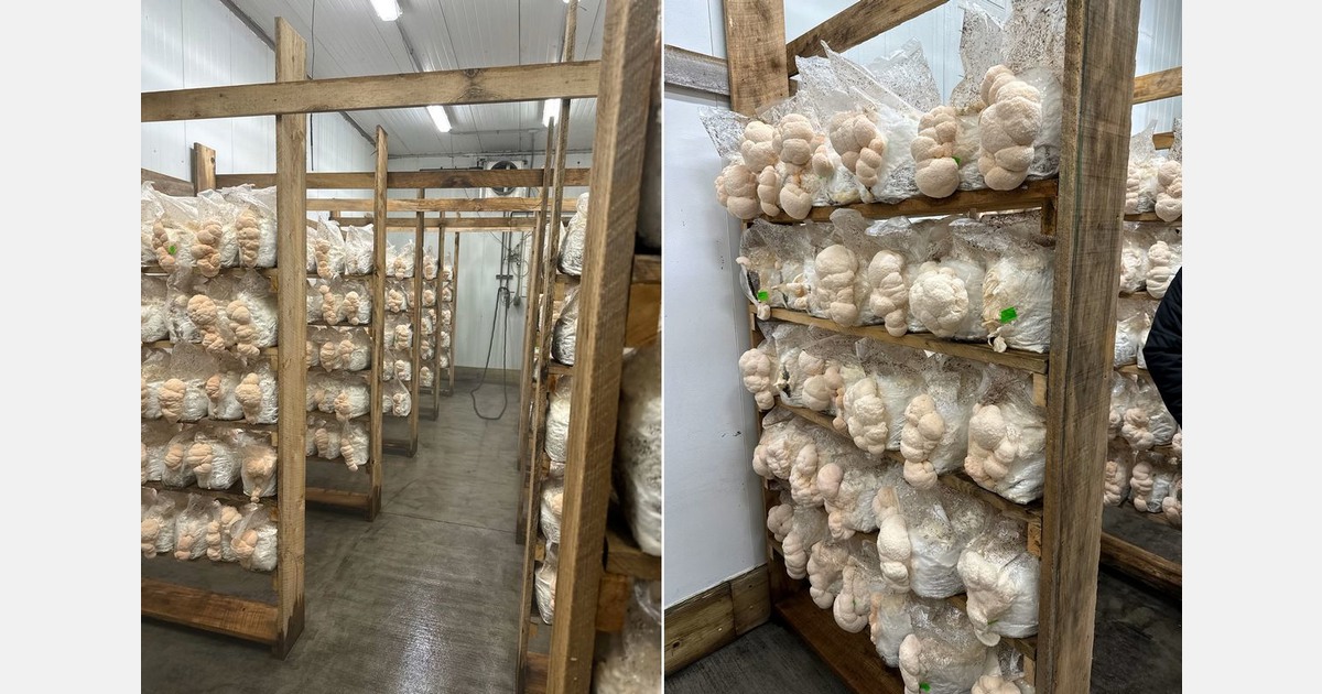 Demand for Lion’s Mane mushroom variety exploding