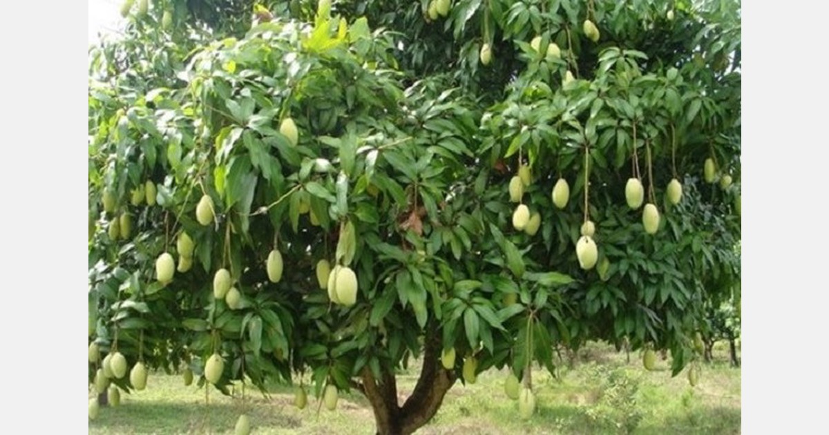 Revitalizing mango orchards in Tamil Nadu with government subsidies