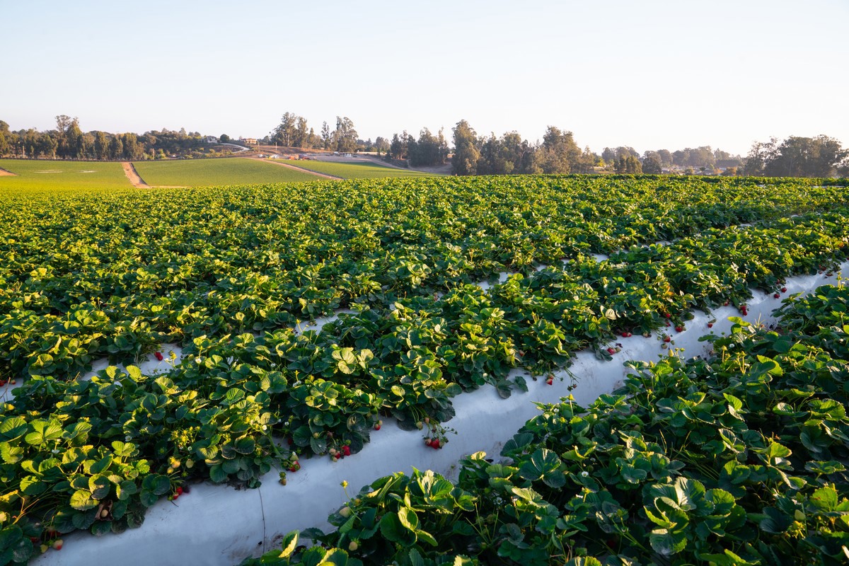 Berry grower kicks off California strawberry season