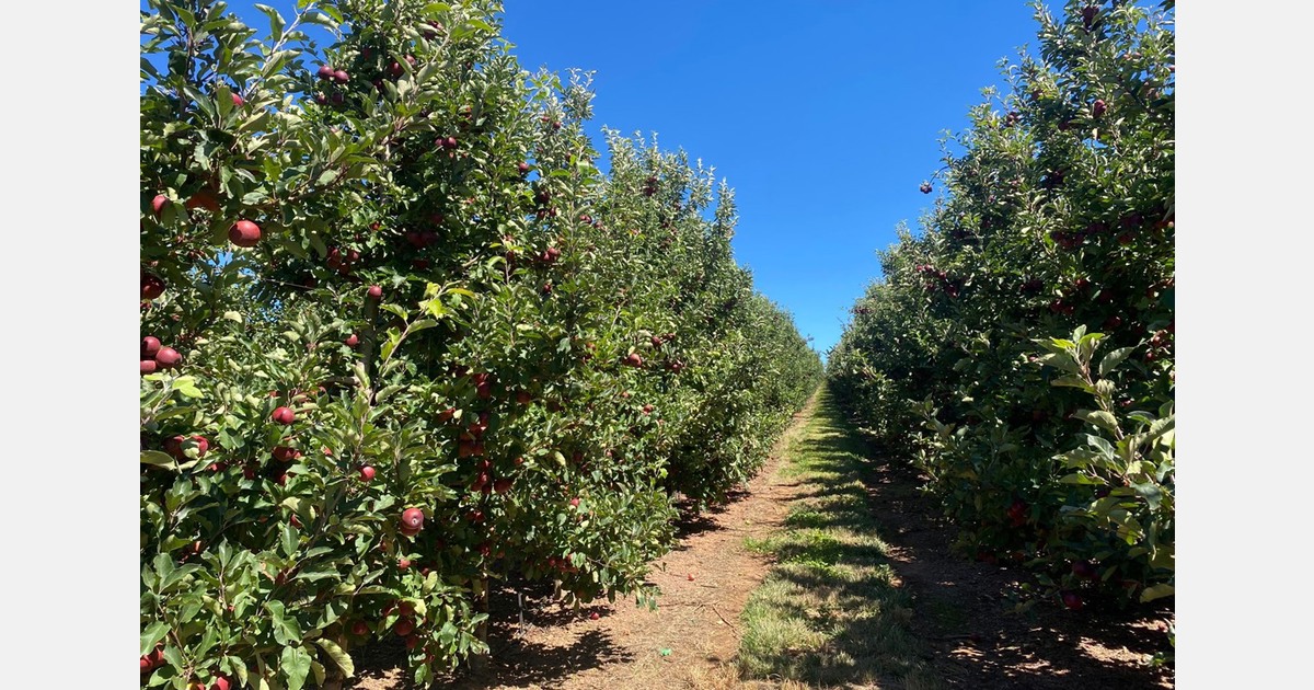 Fullred Flash Gala pivotal to the South African apple campaign