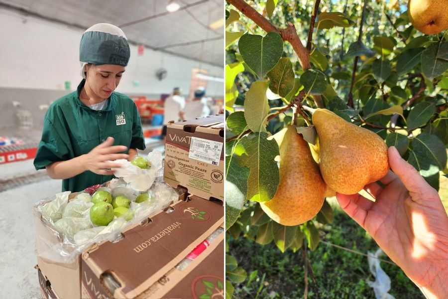 Strong demand for large size Williams Bartlett pears from Argentina