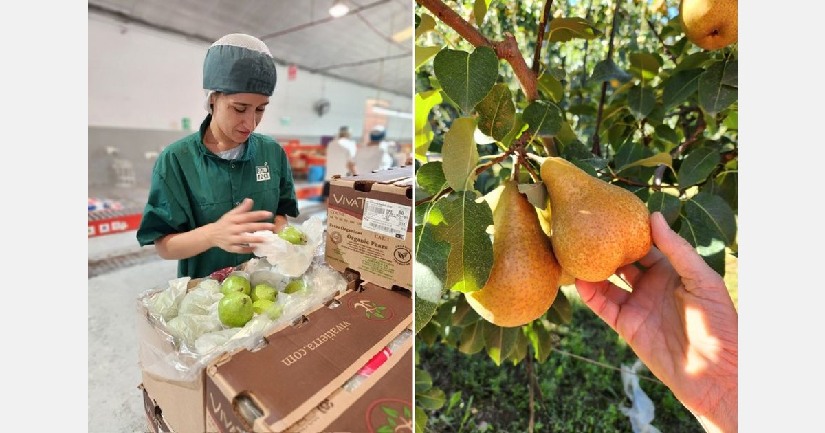 Strong demand for large size Williams Bartlett pears from Argentina