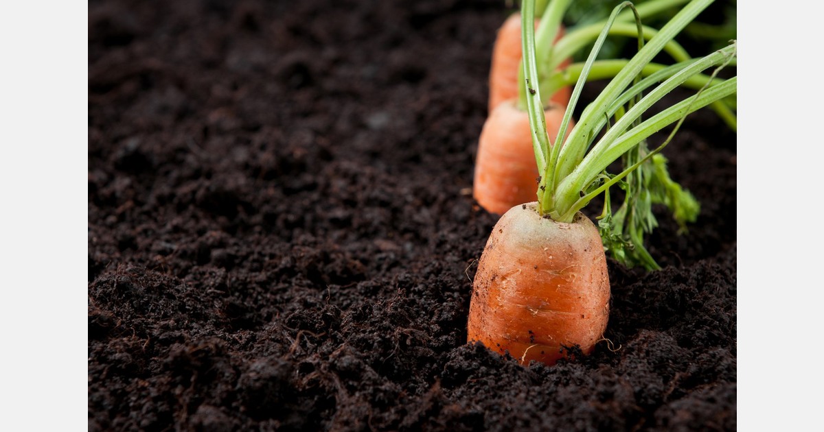 Vegetables push through postCyclone Gabrielle silt in Hawke's Bay
