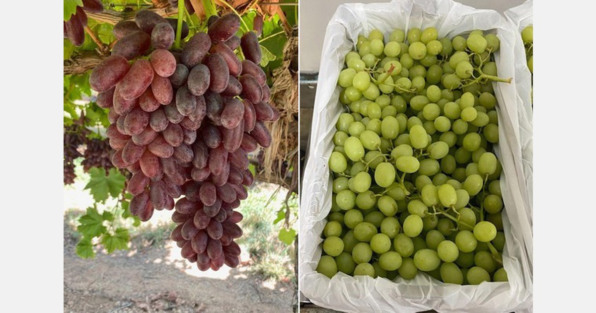 Pasar Tiongkok berjalan baik, begitu pula Korea dan Indonesia, namun permintaan di Asia secara umum rendah