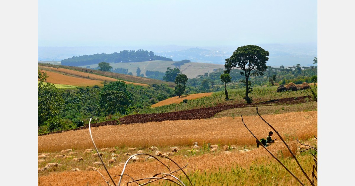 MSC wants to increase role in supporting East Africa's fresh produce sector