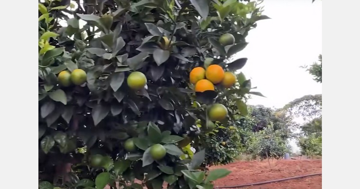Pixie oranges gain traction in Kenya