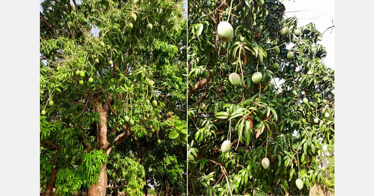 Mango harvest in Côte d'Ivoire to start late March